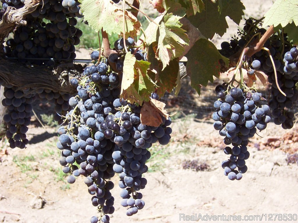 Harvest is coming soon | Santa Barbara Wine Country Cycling Tours | Image #7/17 | 