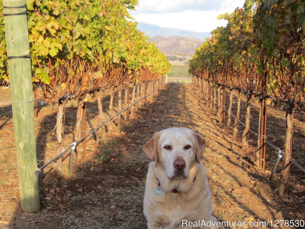 Our Mascot | Santa Barbara Wine Country Cycling Tours | Image #6/17 | 