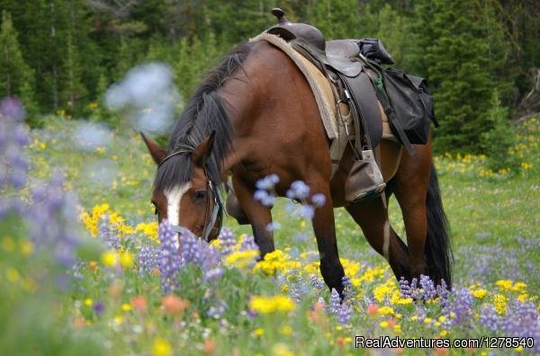 Horse and Flowers | Chilcotin Holidays | Image #11/11 | 