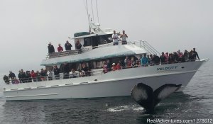 Stagnaro Charter Boats | Santa Cruz, California Cruises | Monterey, California