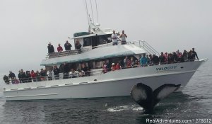 Stagnaro Charter Boats | Santa Cruz, California Cruises | Great Vacations & Exciting Destinations