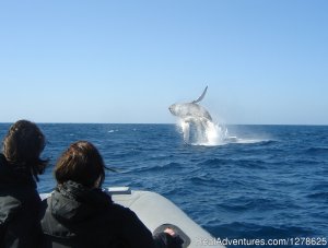 Adventure R.I.B. Rides | San Diego, California Whale Watching | Santee, California