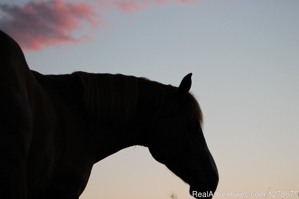 We're all about these guys | Free Rein Guest Ranch | Image #6/10 | 