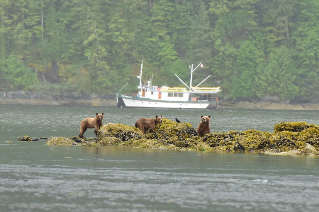 Great Bear Rainforest Kayaking Tour | Mothership Adventures | Image #5/6 | 