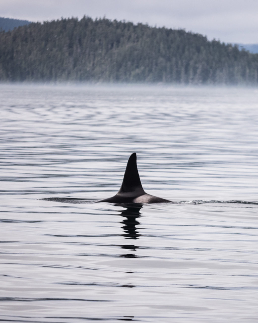 Killer Whale Sighting Int He Broughton Archipelago | Mothership Adventures | Image #4/6 | 