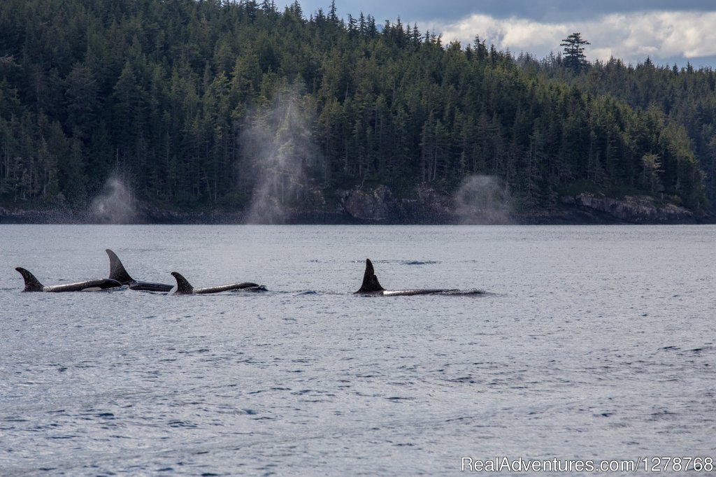 Orcas | Blackfish Lodge | Image #8/8 | 