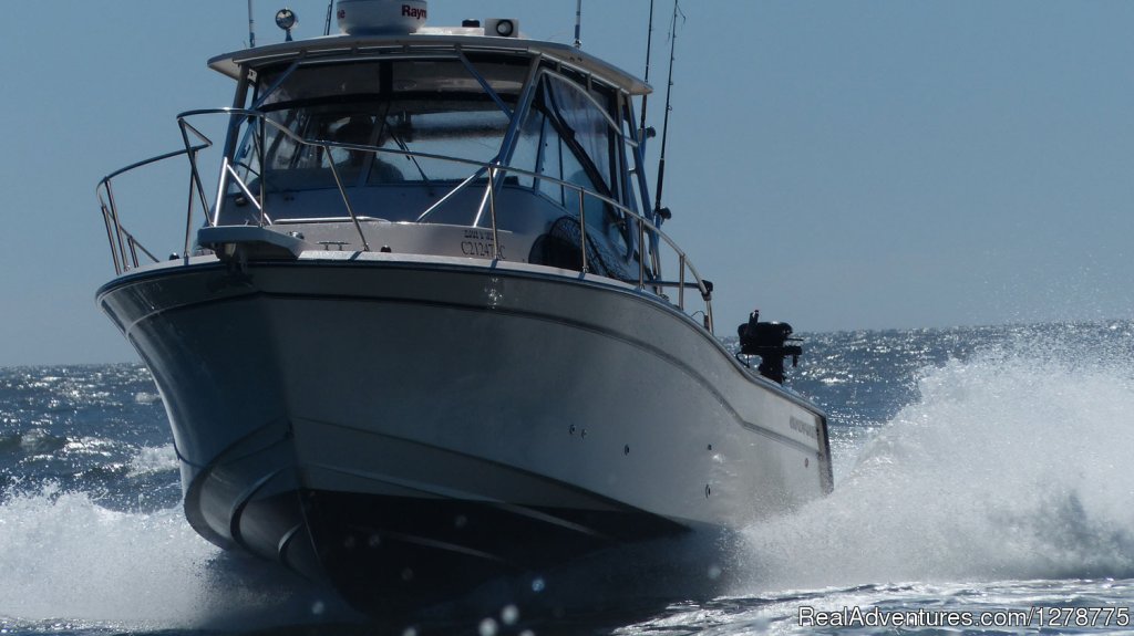 On the move | Wild Pacific Charters | Image #7/11 | 