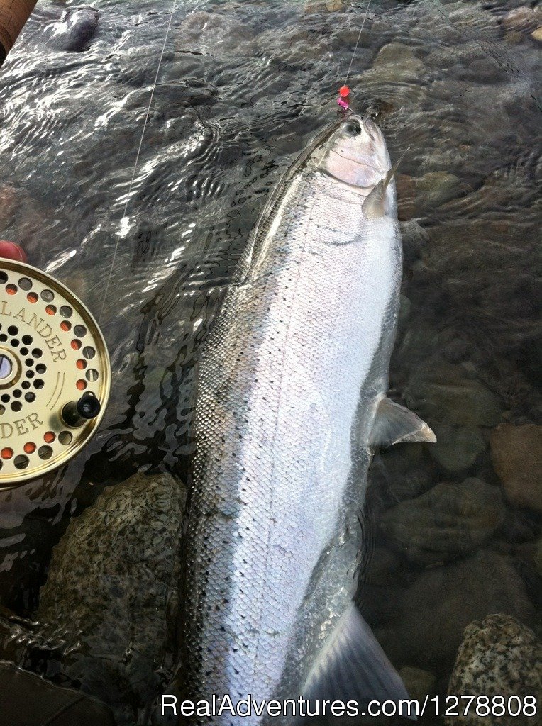 Steelhead in BC | Sts Guiding Service | Image #6/19 | 