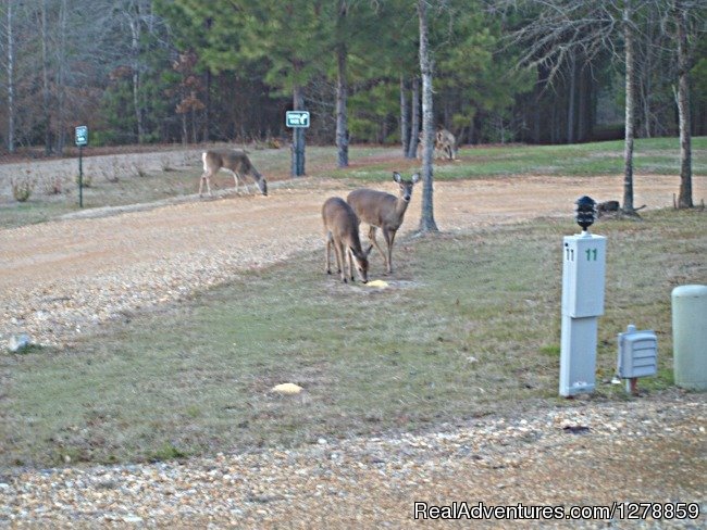 Deer In Park | Magnolia RV Park, LLC | Image #12/13 | 