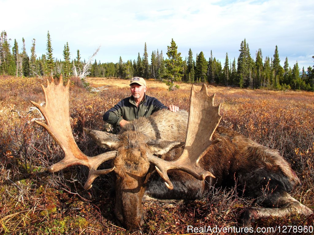 Canadian moose | Big Game hunting in British Columbia | Image #3/5 | 