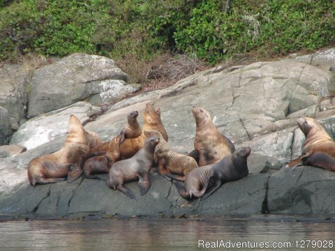 Sea-lions.