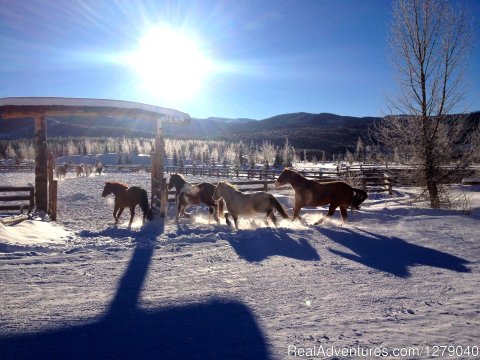 Winter vacations at Vista Verde--horses and snow