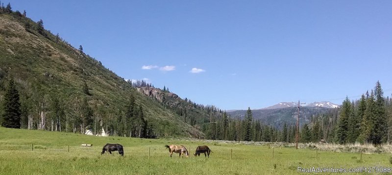 Ranch meadow | Elk River Guest Ranch | Image #5/14 | 