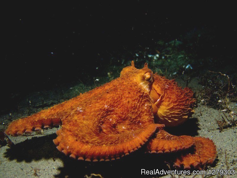 Octopus | Sink or Swim Scuba and Water Sports | Image #4/6 | 