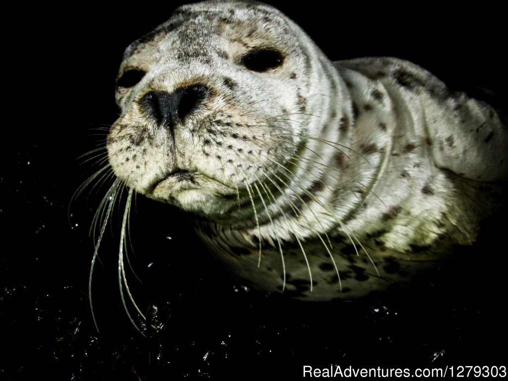 Seal | Sink or Swim Scuba and Water Sports | Image #5/6 | 