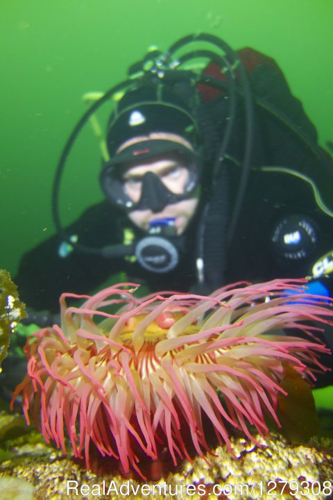 Anemone Diver