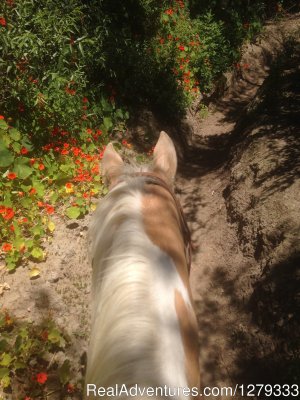 Beach & Trail Rides by Horseback | San Diego, California Horseback Riding & Dude Ranches | Santee, California