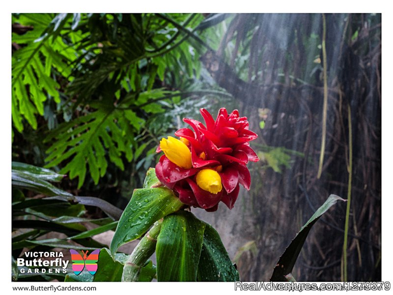 Butterfly Gardens | CVS Sightseeing | Image #6/7 | 
