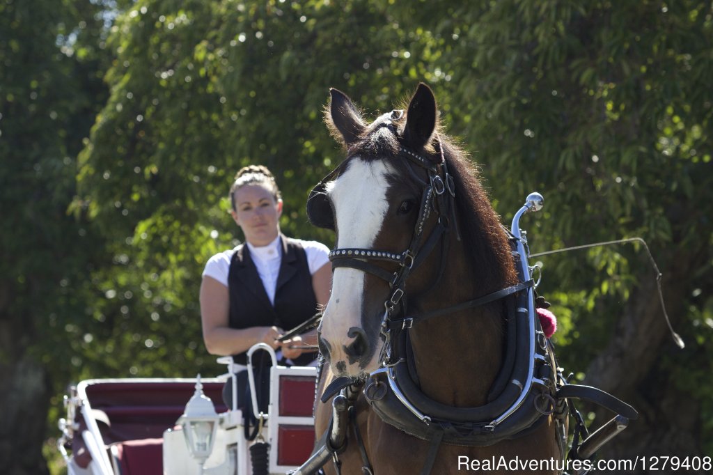 Private Horse-Drawn Carriage Tour | Image #10/13 | 
