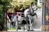 Private Horse-Drawn Carriage Tour | Victoria, British Columbia