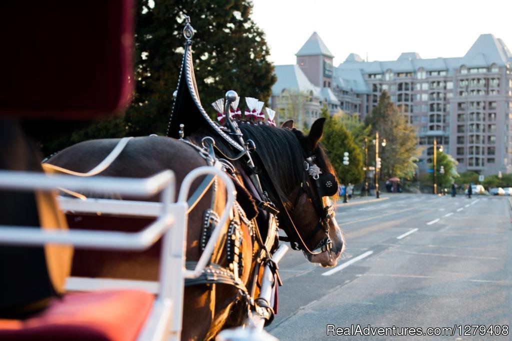 Private Horse-Drawn Carriage Tour | Image #6/13 | 
