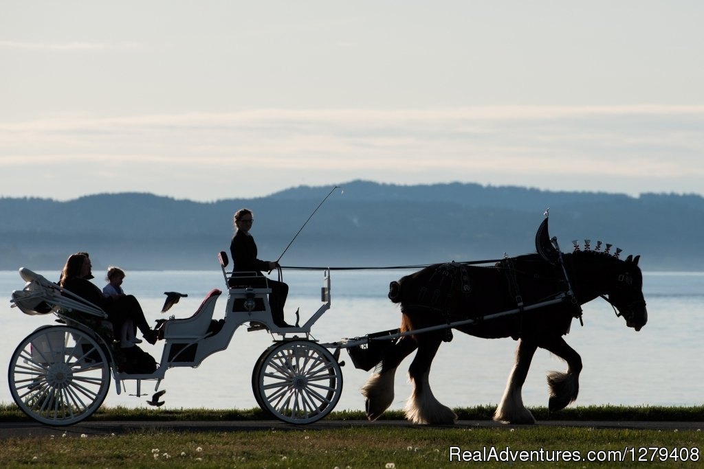 Private Horse-Drawn Carriage Tour | Image #4/13 | 