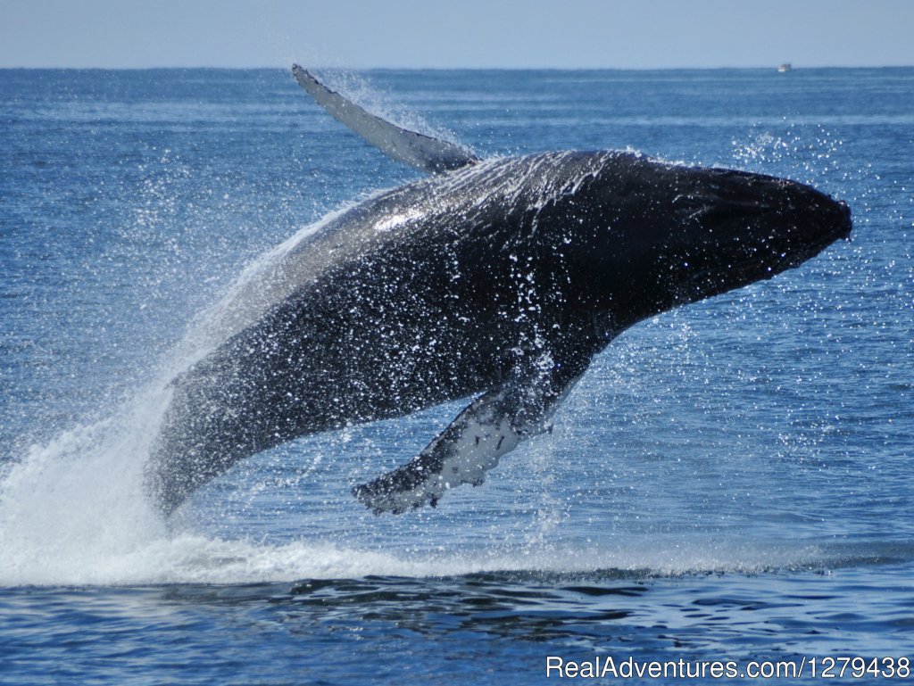 Whales, Wildlife & Spectacular Scenery | Image #16/26 | 