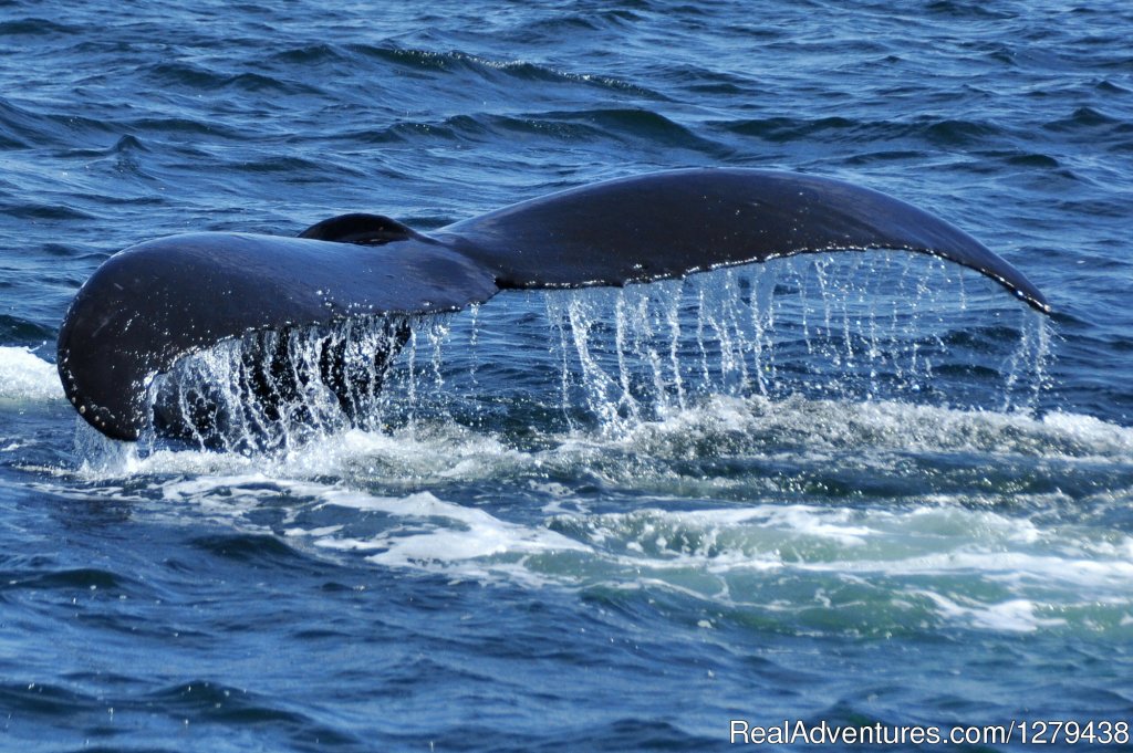 Whales, Wildlife & Spectacular Scenery | Image #9/26 | 