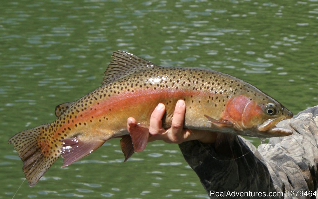 Putah Creek Fly Fishing Guides | Off the Hook Fly Fishing | Image #7/9 | 