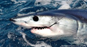Shark fishing adventures