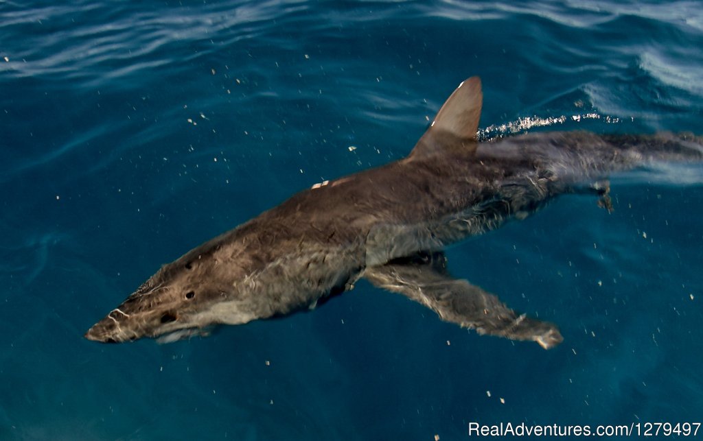 Cruising mako | Shark fishing adventures | Image #2/10 | 