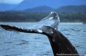 The Whale Centre & Museum | Tofino, British Columbia Whale Watching | Saturna Island, British Columbia Whale Watching