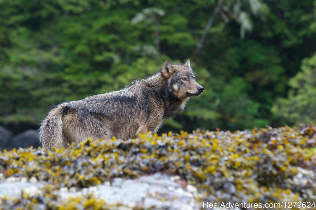 Coastal Grey Wolf | The Whale Centre & Museum | Image #2/14 | 