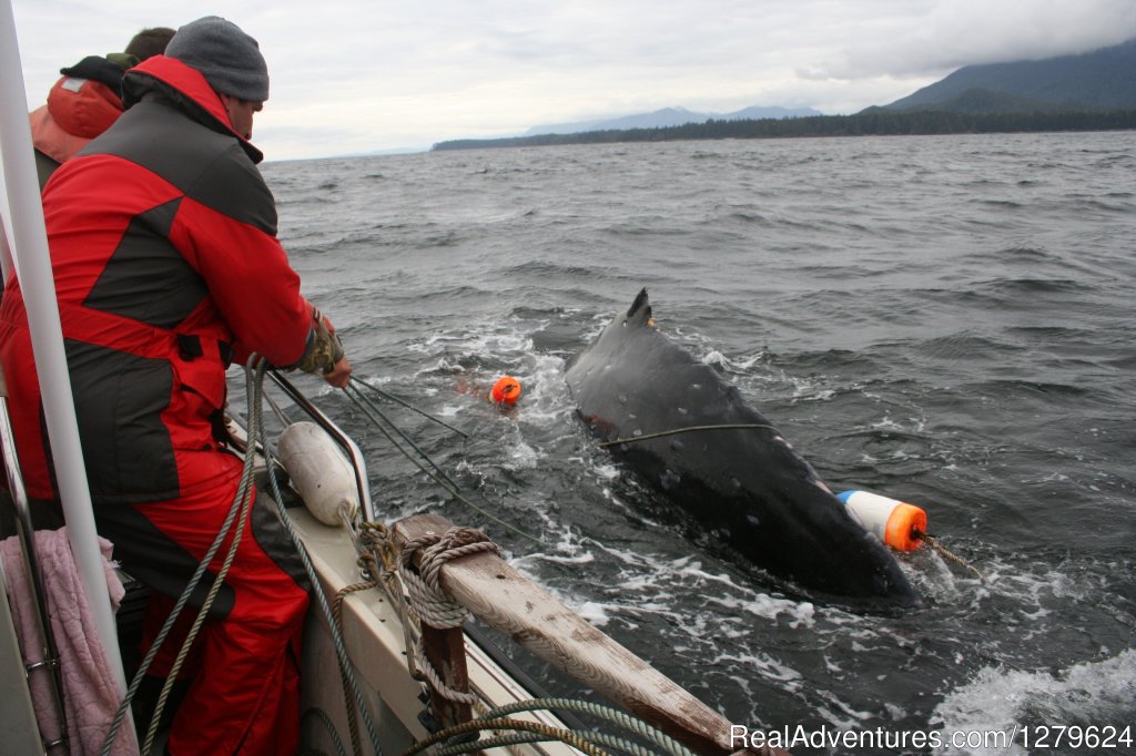 John Forde Helping a Humpback | The Whale Centre & Museum | Image #3/14 | 