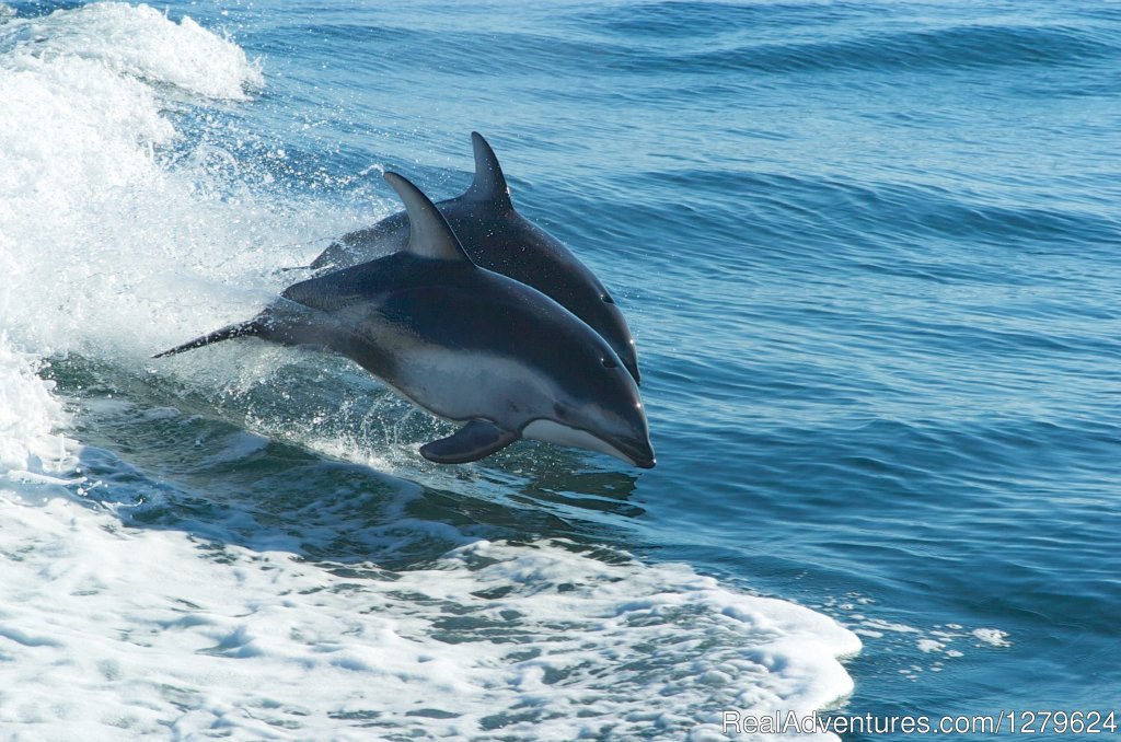 Pacific White Sided Dolphins | The Whale Centre & Museum | Image #4/14 | 