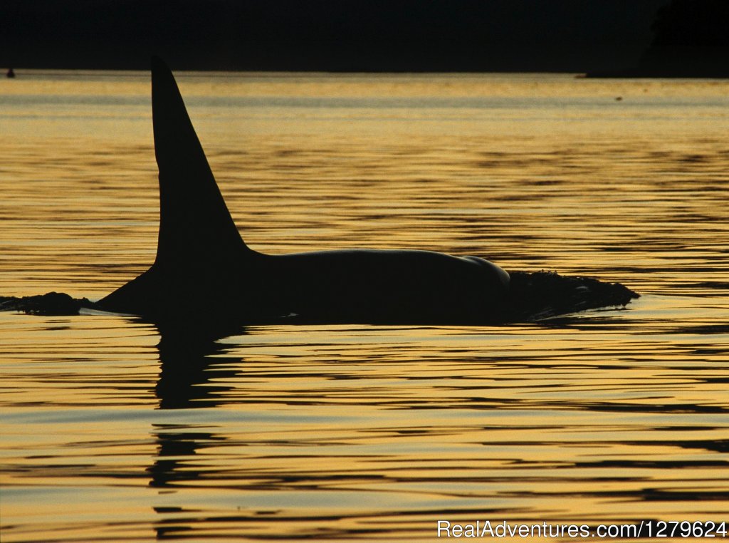 Orca at Sunset | The Whale Centre & Museum | Image #5/14 | 