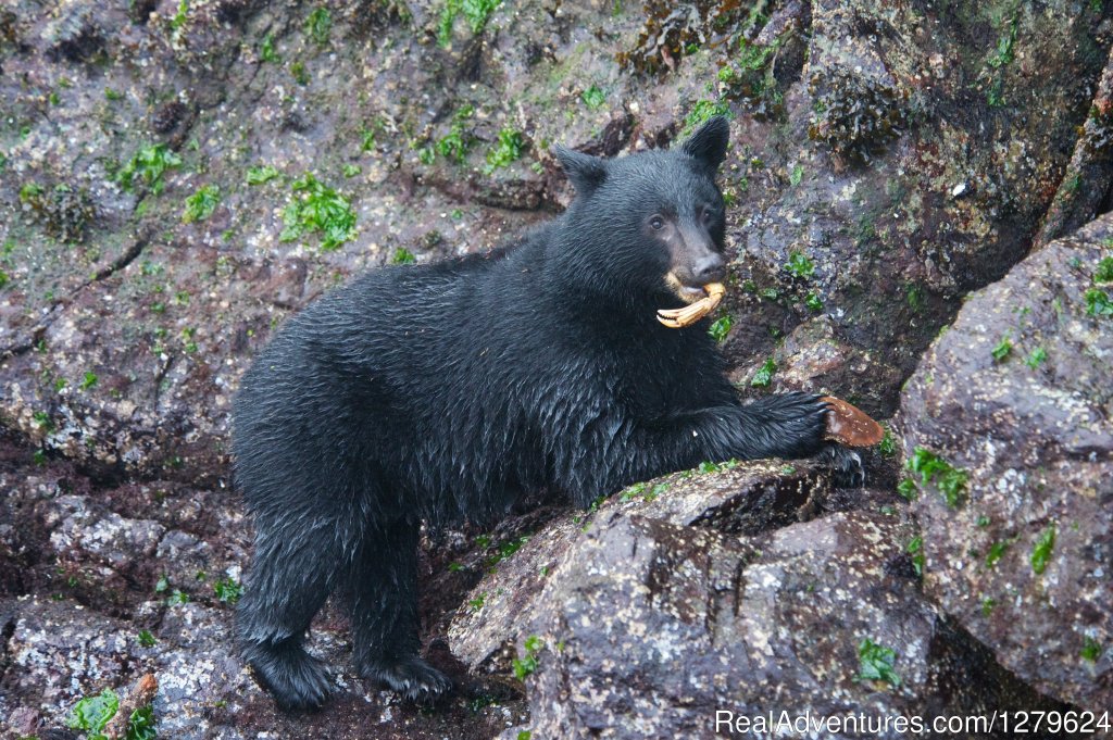 Black Bear and Crab Leg | The Whale Centre & Museum | Image #6/14 | 
