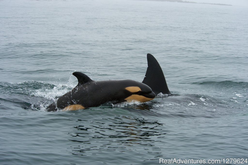 Baby Orca | The Whale Centre & Museum | Image #7/14 | 