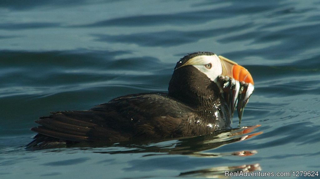 Tufted Puffin | The Whale Centre & Museum | Image #10/14 | 
