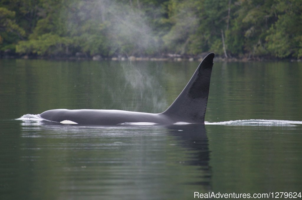 Male Orca | The Whale Centre & Museum | Image #11/14 | 
