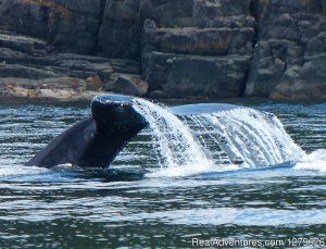 Aboriginal Journeys | Campbell River, British Columbia | Whale Watching