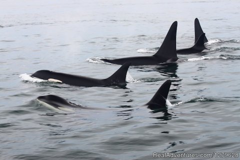 Surfacing Orca
