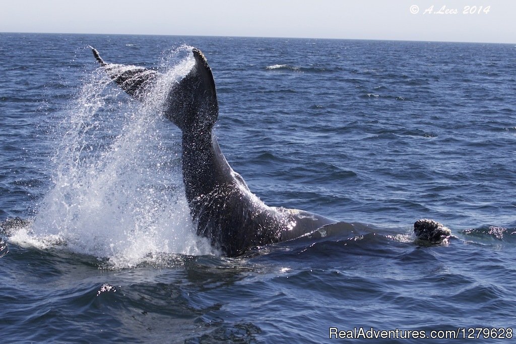 five star whale watching tours