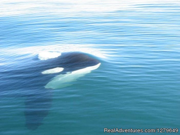 Sooke Whale Watching | Image #2/19 | 