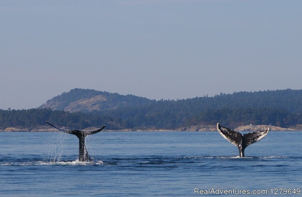 Sooke Whale Watching | Image #7/19 | 