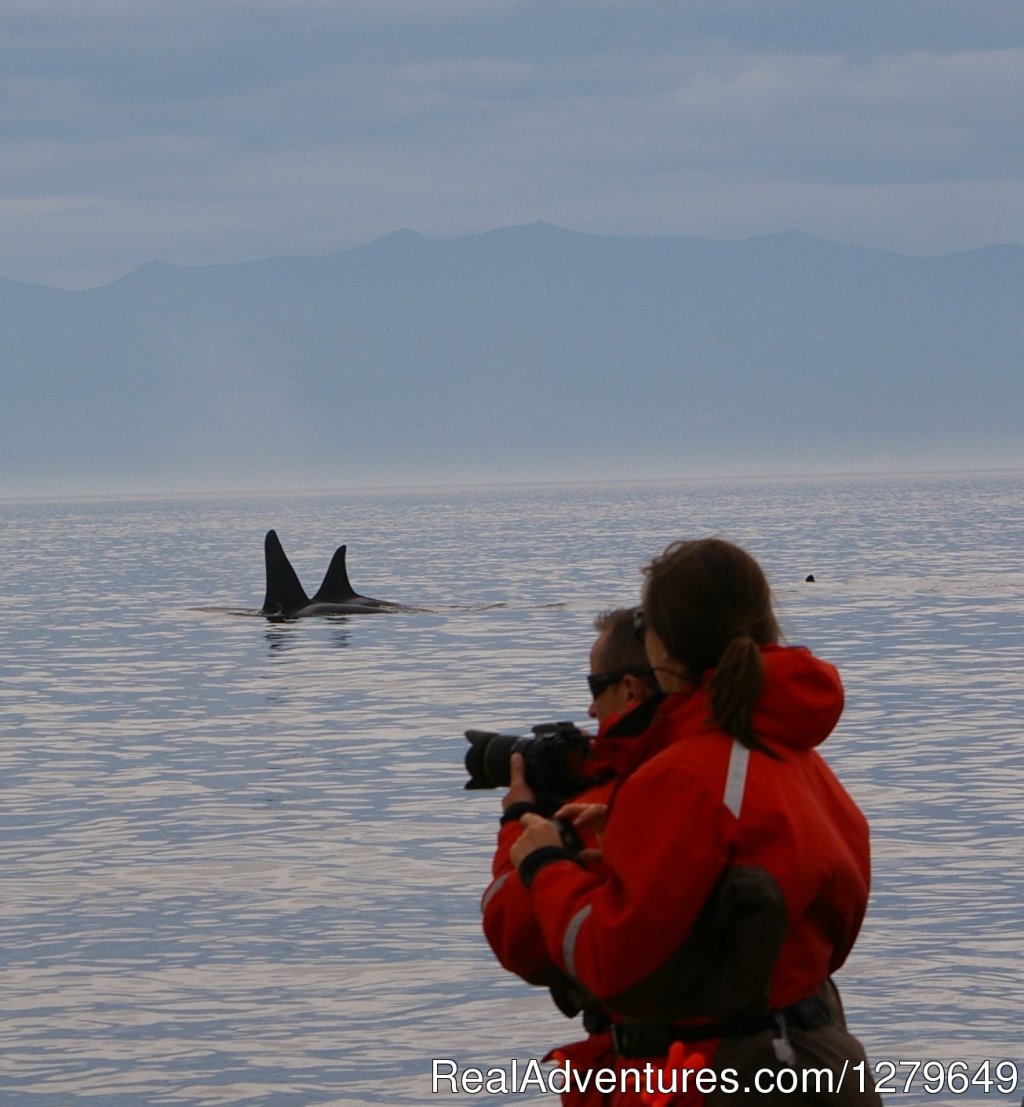 Sooke Whale Watching | Image #9/19 | 