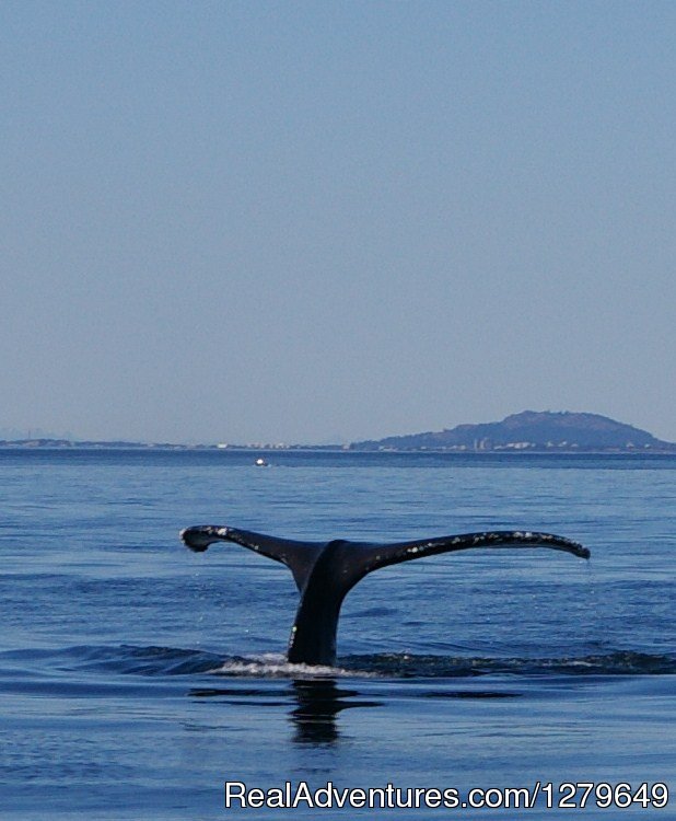 Sooke Whale Watching | Image #11/19 | 