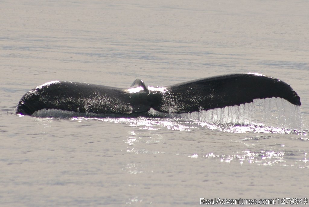 Sooke Whale Watching | Image #12/19 | 