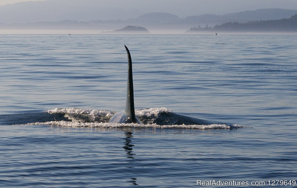 Sooke Whale Watching | Image #13/19 | 