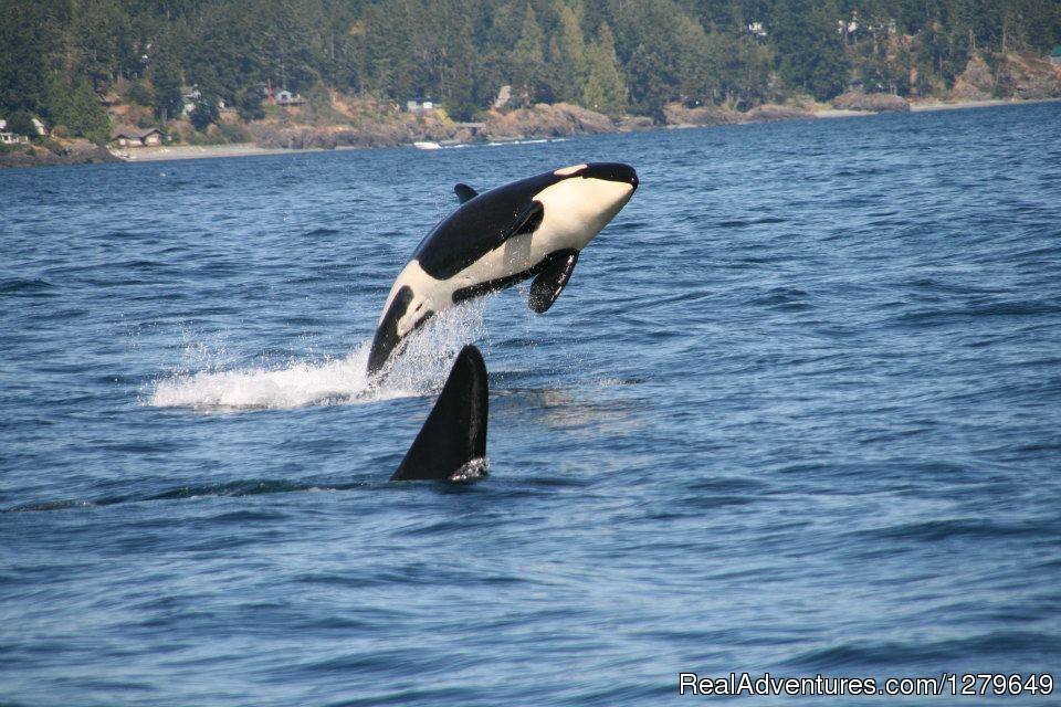 Sooke Whale Watching | Sooke, British Columbia  | Whale Watching | Image #1/19 | 